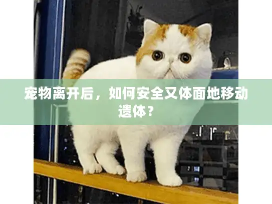 宠物离开后，如何安全又体面地移动遗体？