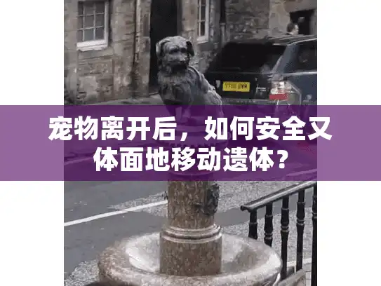 宠物离开后，如何安全又体面地移动遗体？