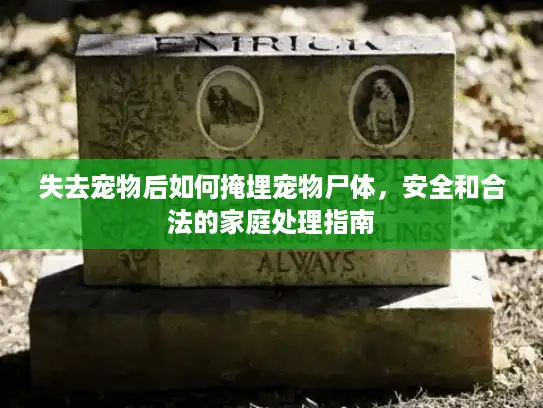 失去宠物后如何掩埋宠物尸体，安全和合法的家庭处理指南
