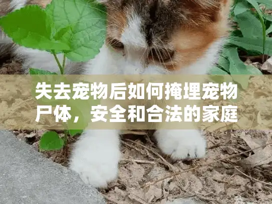 失去宠物后如何掩埋宠物尸体，安全和合法的家庭处理指南