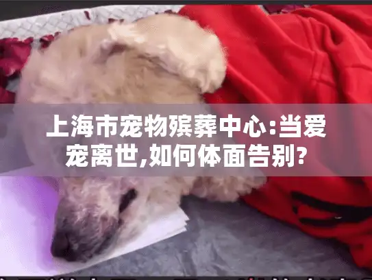 上海市宠物殡葬中心:当爱宠离世,如何体面告别?