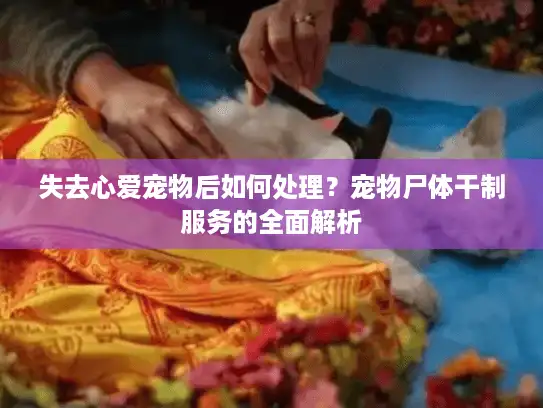 失去心爱宠物后如何处理？宠物尸体干制服务的全面解析