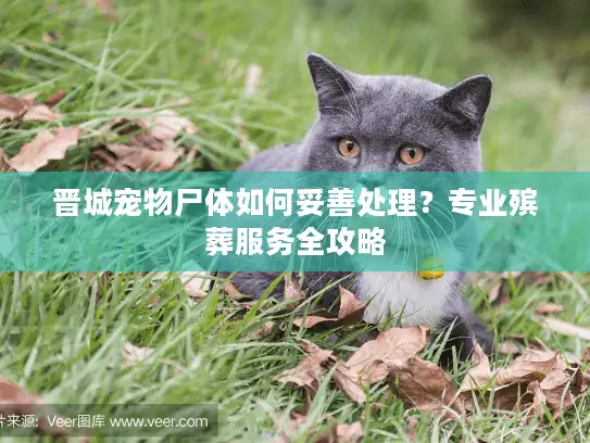 晋城宠物尸体如何妥善处理？专业殡葬服务全攻略