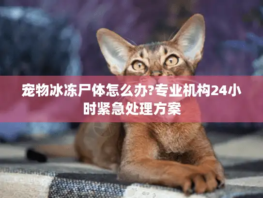 宠物冰冻尸体怎么办?专业机构24小时紧急处理方案