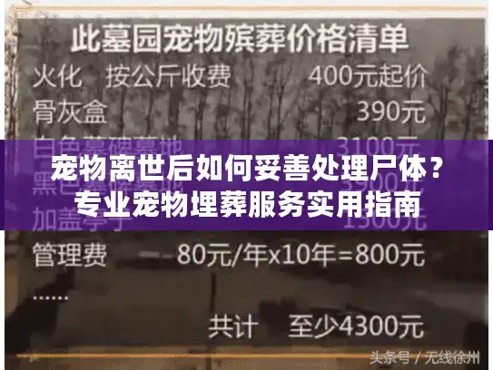 宠物离世后如何妥善处理尸体？专业宠物埋葬服务实用指南