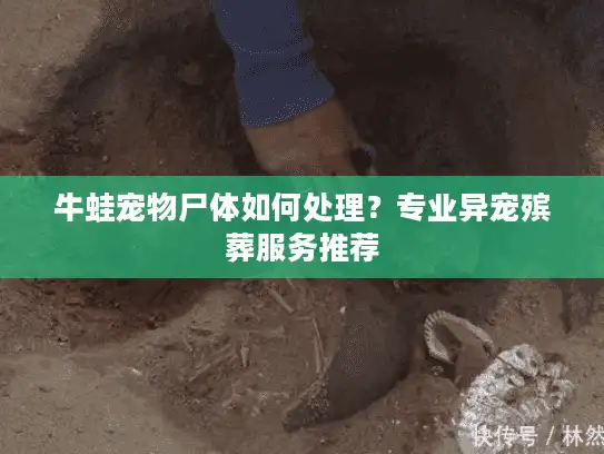 牛蛙宠物尸体如何处理？专业异宠殡葬服务推荐