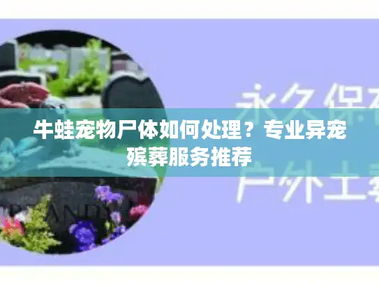 牛蛙宠物尸体如何处理？专业异宠殡葬服务推荐