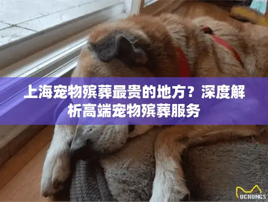 上海宠物殡葬最贵的地方？深度解析高端宠物殡葬服务