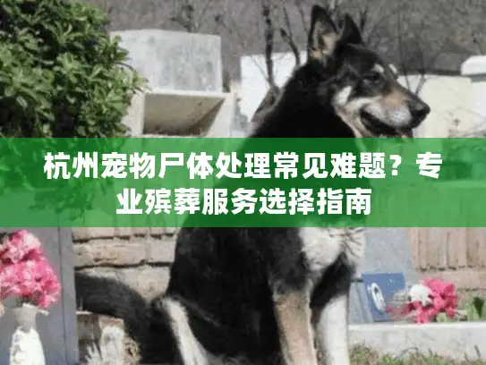 杭州宠物尸体处理常见难题？专业殡葬服务选择指南