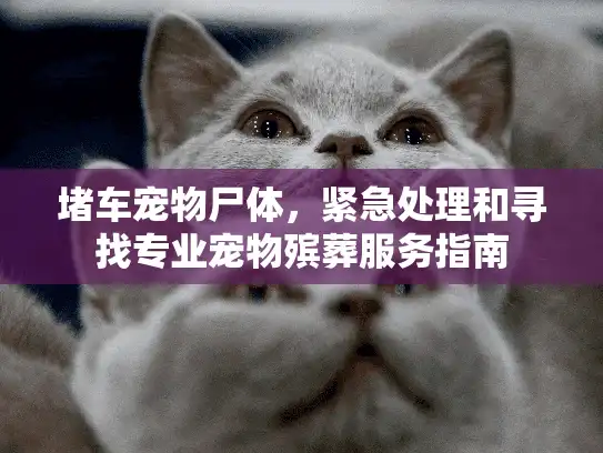 堵车宠物尸体，紧急处理和寻找专业宠物殡葬服务指南