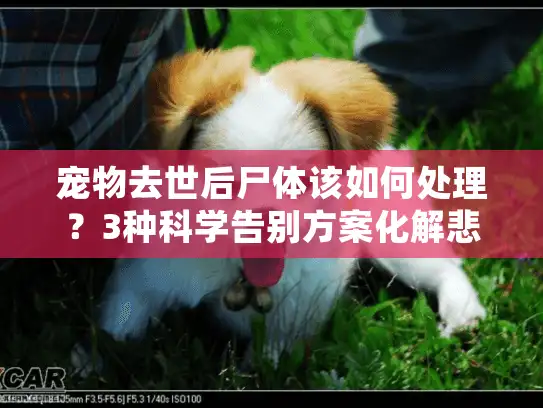 宠物去世后尸体该如何处理？3种科学告别方案化解悲伤