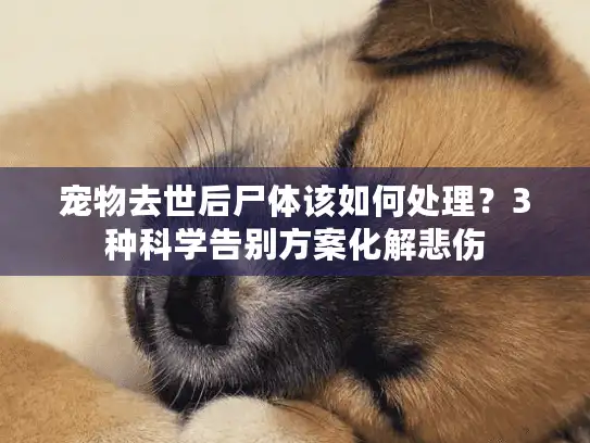 宠物去世后尸体该如何处理？3种科学告别方案化解悲伤