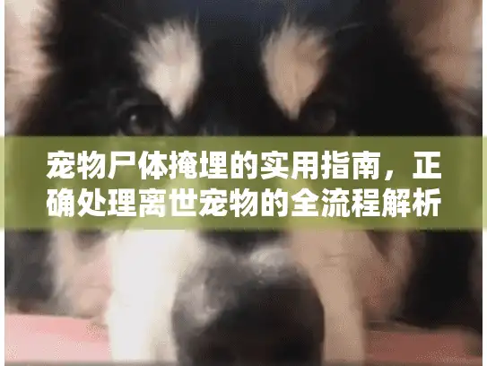 宠物尸体掩埋的实用指南，正确处理离世宠物的全流程解析