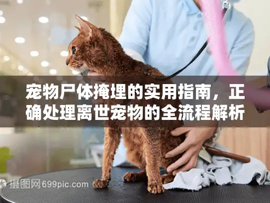 宠物尸体掩埋的实用指南，正确处理离世宠物的全流程解析