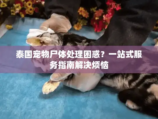 泰国宠物尸体处理困惑？一站式服务指南解决烦恼