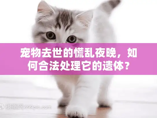 宠物去世的慌乱夜晚，如何合法处理它的遗体？