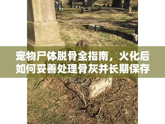 宠物尸体脱骨全指南，火化后如何妥善处理骨灰并长期保存？