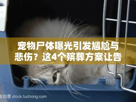 宠物尸体曝光引发尴尬与悲伤？这4个殡葬方案让告别更体面