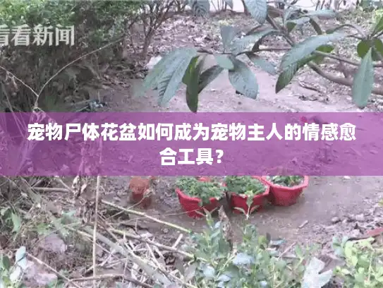 宠物尸体花盆如何成为宠物主人的情感愈合工具？