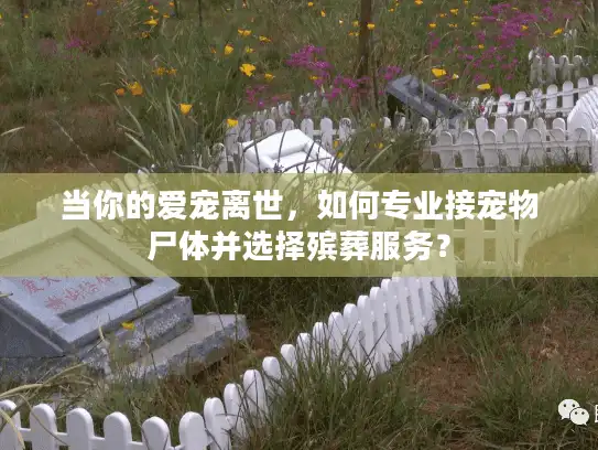 当你的爱宠离世，如何专业接宠物尸体并选择殡葬服务？