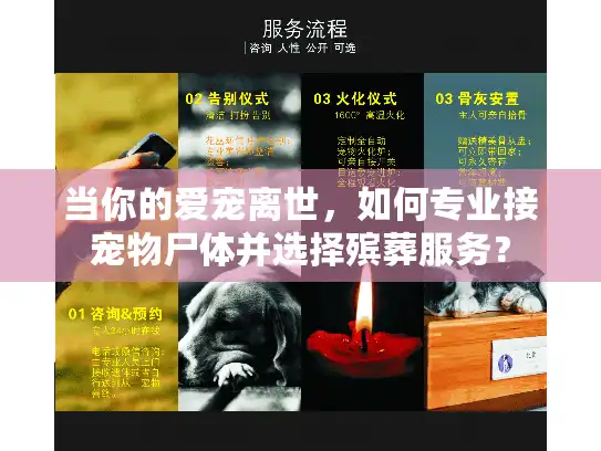 当你的爱宠离世，如何专业接宠物尸体并选择殡葬服务？