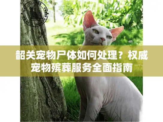 韶关宠物尸体如何处理？权威宠物殡葬服务全面指南
