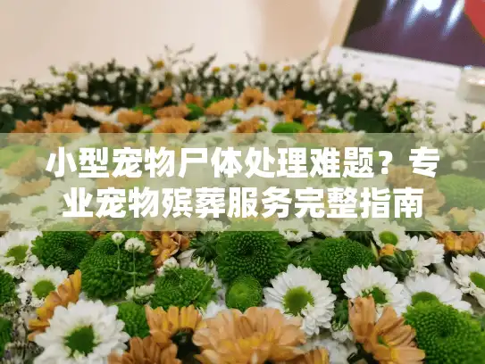 小型宠物尸体处理难题？专业宠物殡葬服务完整指南