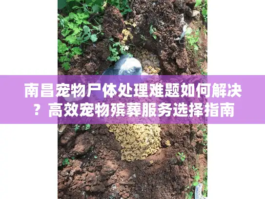 南昌宠物尸体处理难题如何解决？高效宠物殡葬服务选择指南