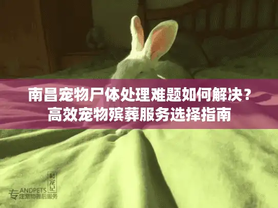 南昌宠物尸体处理难题如何解决？高效宠物殡葬服务选择指南