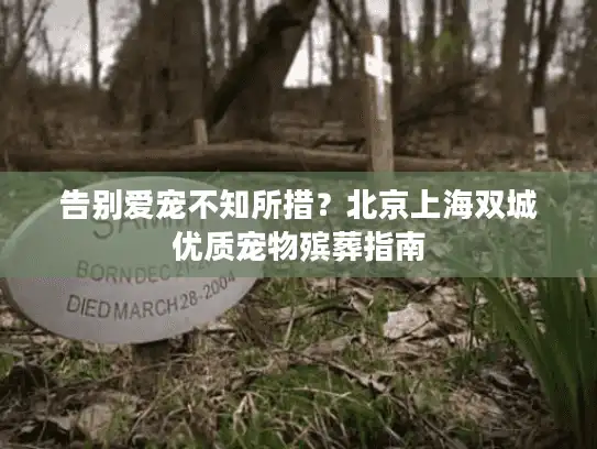 告别爱宠不知所措？北京上海双城优质宠物殡葬指南