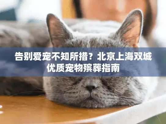 告别爱宠不知所措？北京上海双城优质宠物殡葬指南