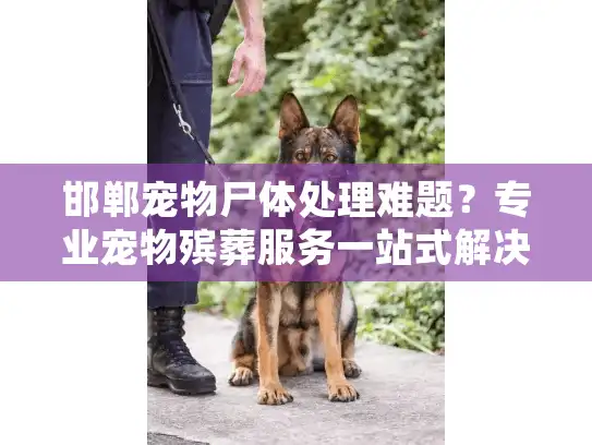 邯郸宠物尸体处理难题？专业宠物殡葬服务一站式解决方案