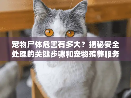 宠物尸体危害有多大？揭秘安全处理的关键步骤和宠物殡葬服务必要性