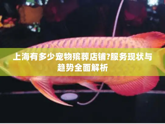 上海有多少宠物殡葬店铺?服务现状与趋势全面解析