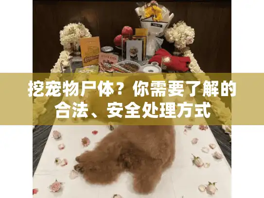 挖宠物尸体？你需要了解的合法、安全处理方式