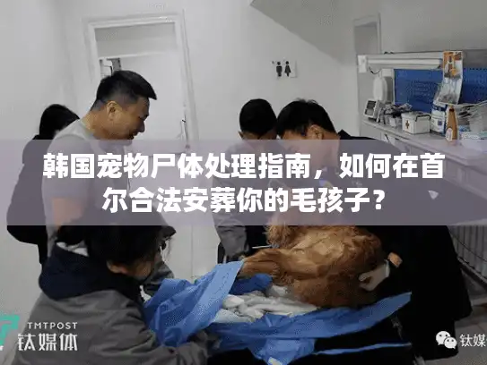 韩国宠物尸体处理指南，如何在首尔合法安葬你的毛孩子？