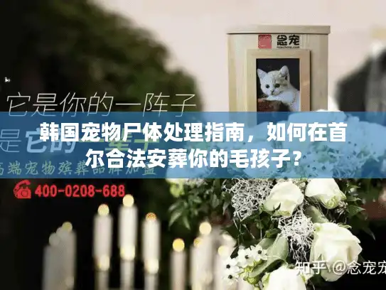 韩国宠物尸体处理指南，如何在首尔合法安葬你的毛孩子？