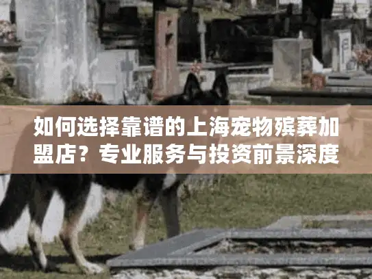 如何选择靠谱的上海宠物殡葬加盟店？专业服务与投资前景深度解析
