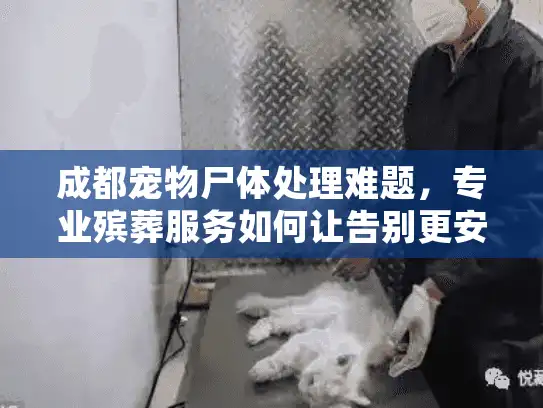 成都宠物尸体处理难题，专业殡葬服务如何让告别更安心？