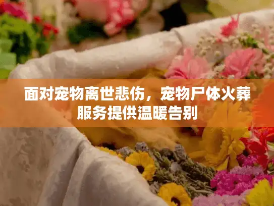 面对宠物离世悲伤，宠物尸体火葬服务提供温暖告别
