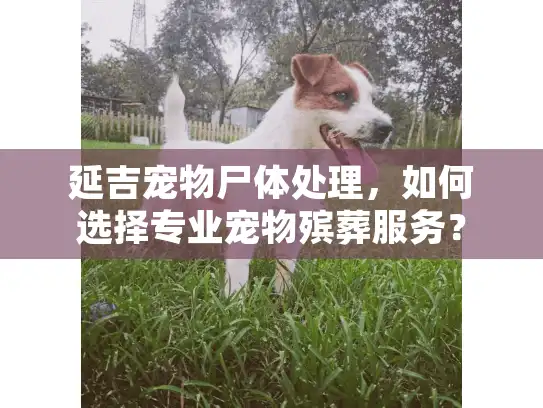 延吉宠物尸体处理，如何选择专业宠物殡葬服务？
