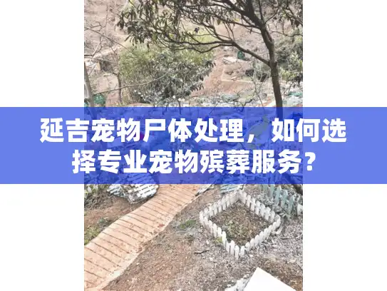 延吉宠物尸体处理，如何选择专业宠物殡葬服务？