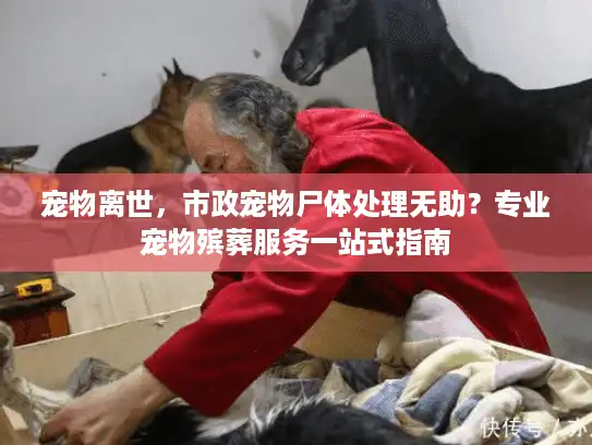 宠物离世，市政宠物尸体处理无助？专业宠物殡葬服务一站式指南