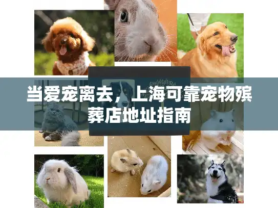 当爱宠离去，上海可靠宠物殡葬店地址指南