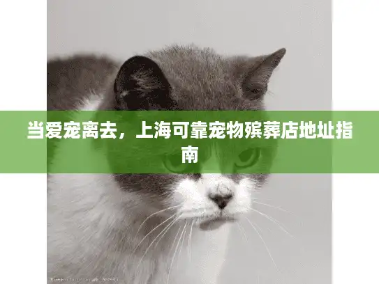 当爱宠离去，上海可靠宠物殡葬店地址指南
