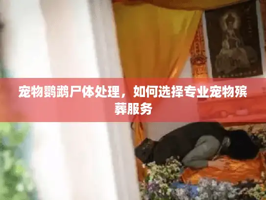 宠物鹦鹉尸体处理，如何选择专业宠物殡葬服务