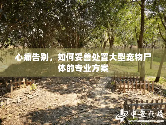 心痛告别，如何妥善处置大型宠物尸体的专业方案