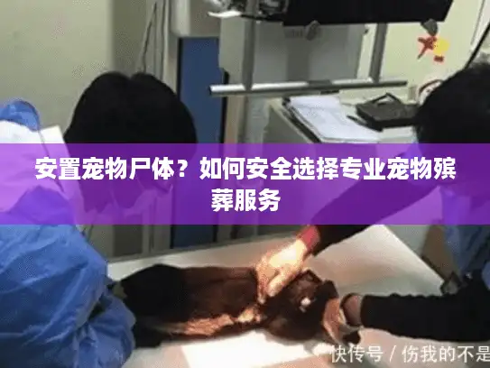 安置宠物尸体？如何安全选择专业宠物殡葬服务