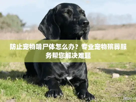 防止宠物啃尸体怎么办？专业宠物殡葬服务帮您解决难题