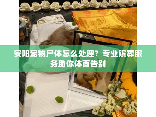 安阳宠物尸体怎么处理？专业殡葬服务助你体面告别